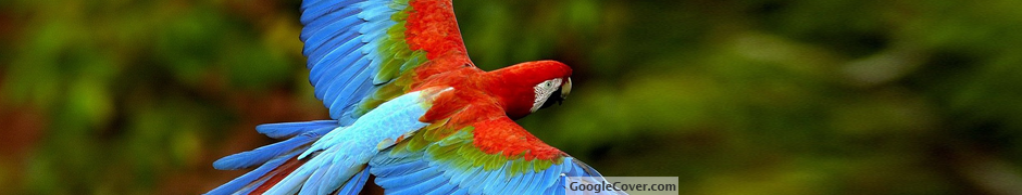 Beautiful Parrot Google Cover
