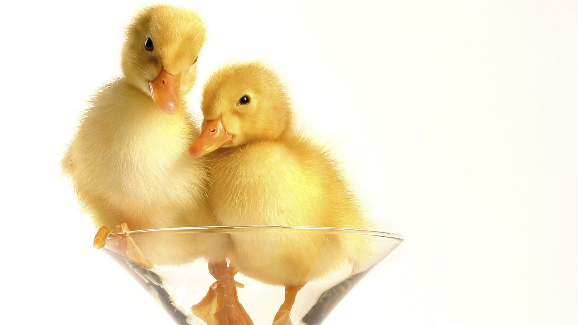 Ducklings Google Cover