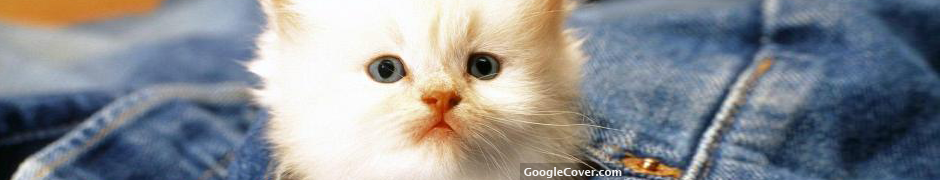 Kitten in Jeans Google Cover