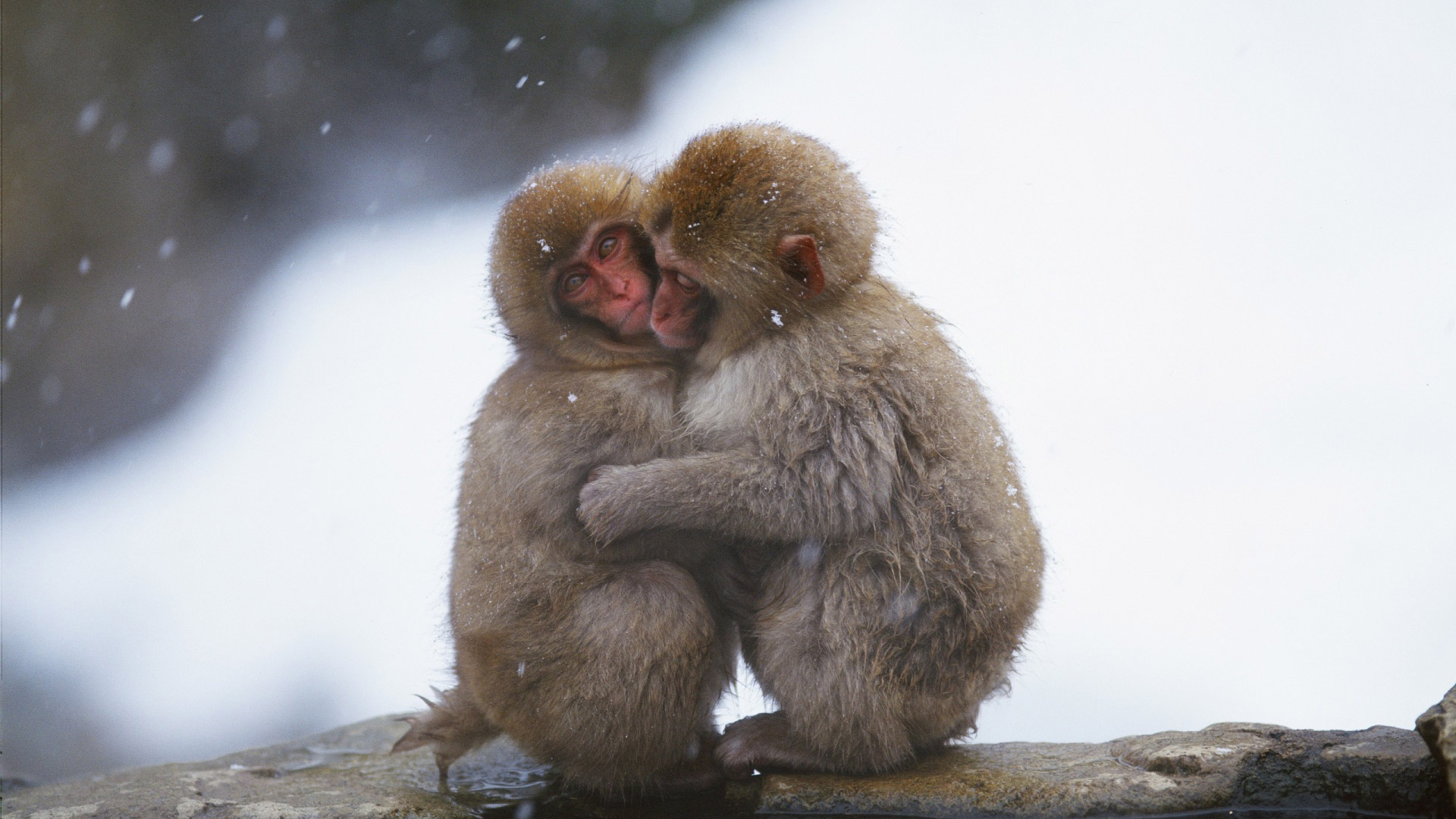 Macaques Hug  Google Cover