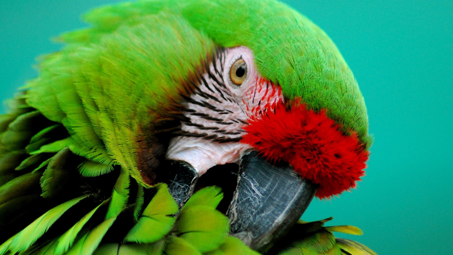 Parrot Google Cover