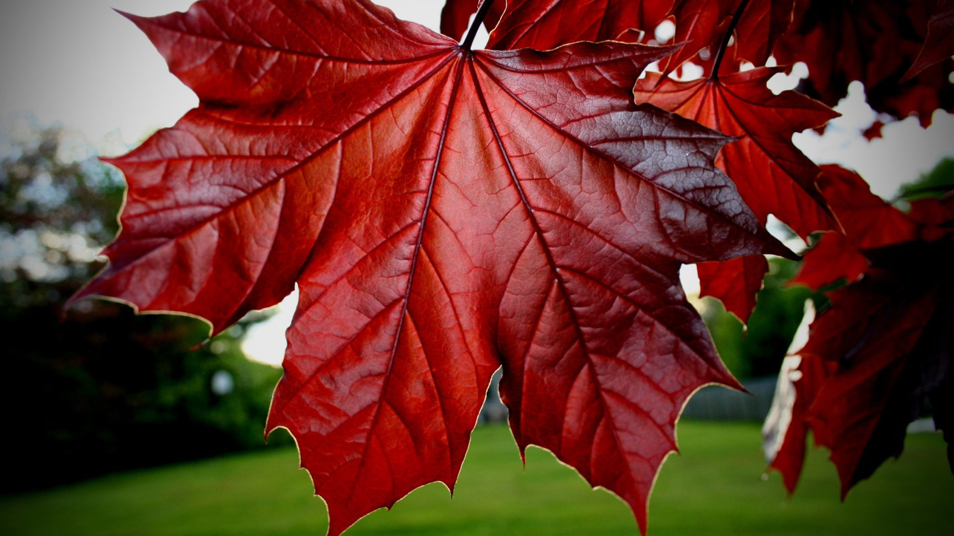 Red Maple Leaf Google Cover