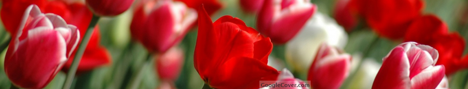 Red Tulips Google Cover