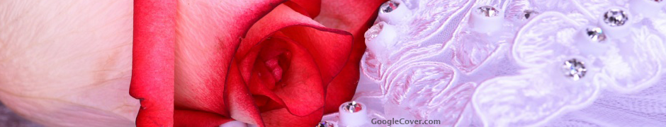Rose Google Cover