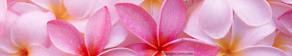 Tropical Plumeria Google Cover