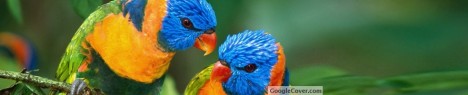 Beautiful Parrots Google Cover