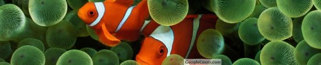 Clown Fish Google Cover