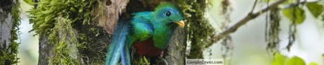Cute little bird Google Cover