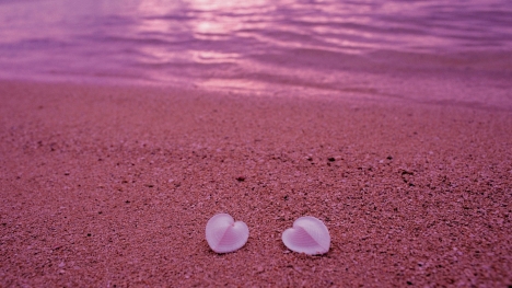 Heart Shells Google Cover