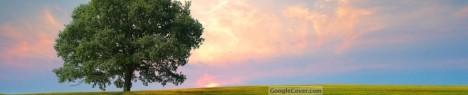 Lonely Tree Google Cover