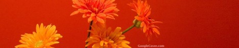 Orange Flowers Google Cover
