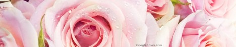 Pink Roses Google Cover