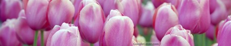 Pink Tulips Google Cover