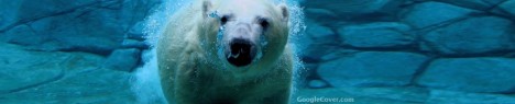 Polar Bear Swiming Google Cover