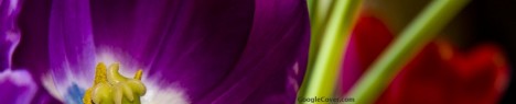Purple flower Google Cover