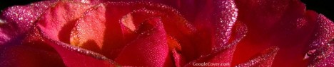 Red Rose Google Cover