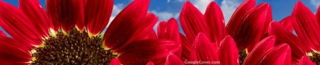 Red flower Google Cover