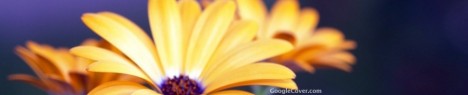 Rudbeckia flower Google Cover