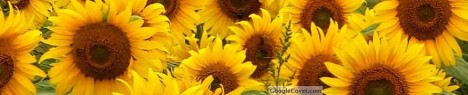 Sunflowers Google Cover