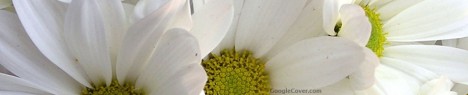 White Lilys Google Cover