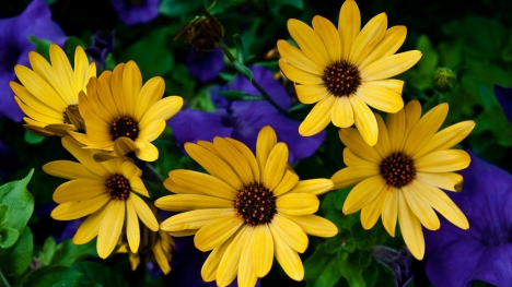 Yellow Flowers Google Cover